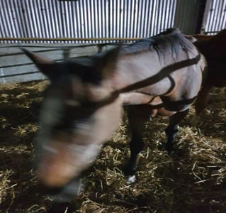 horse 2 Coon horse 2 Coon