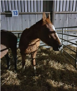 horse 1 coon horse 1 coon