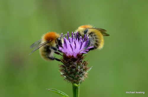 Bees Bombus muscorum 마이클 키팅