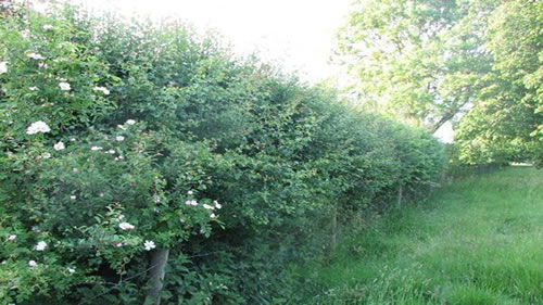 Overgrown Hedge in field